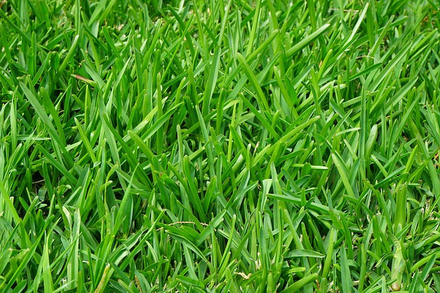 lawn