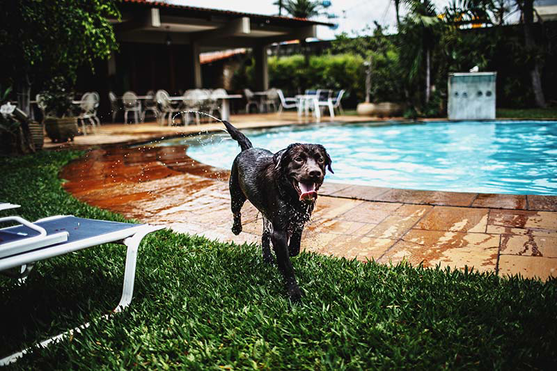 a dog in the poolside